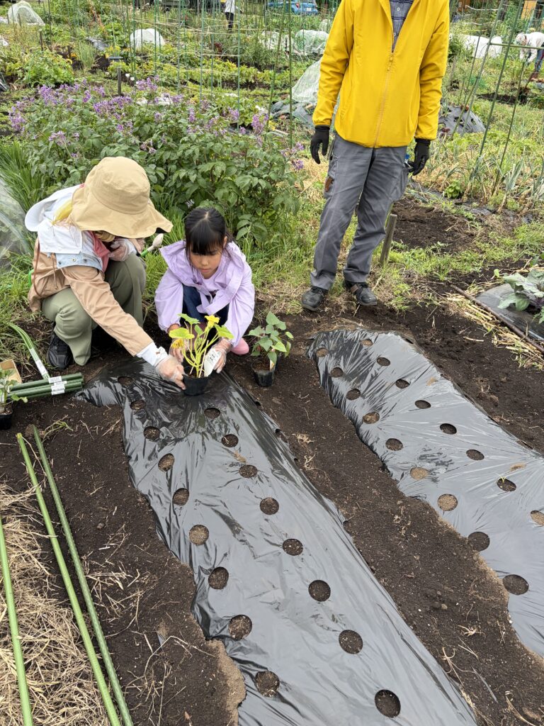 専用畑で苗の植え付けをしたよ♪
