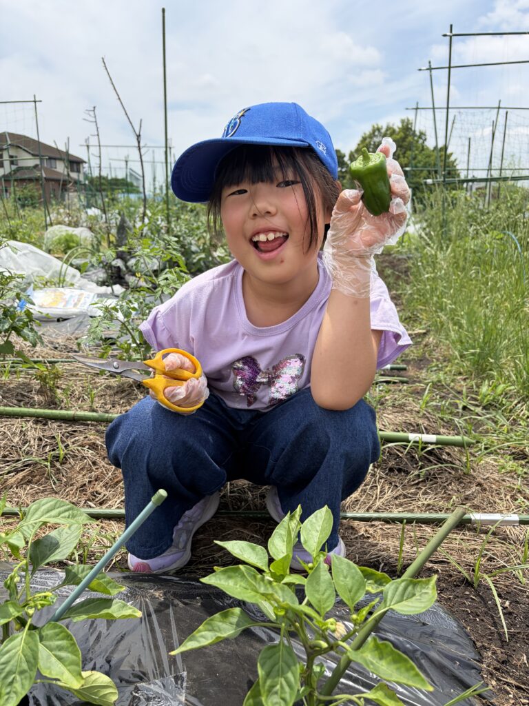 NIJINアカデミー横浜反町校の専用畑で収穫したピーマンでピーマンの肉詰め作りもしました♪
