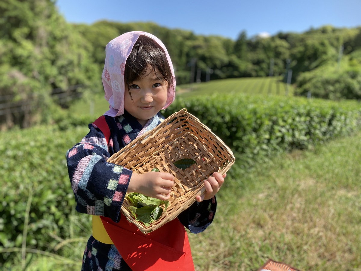 茶畑で摘んだ葉を箱に入れて見せる子ども