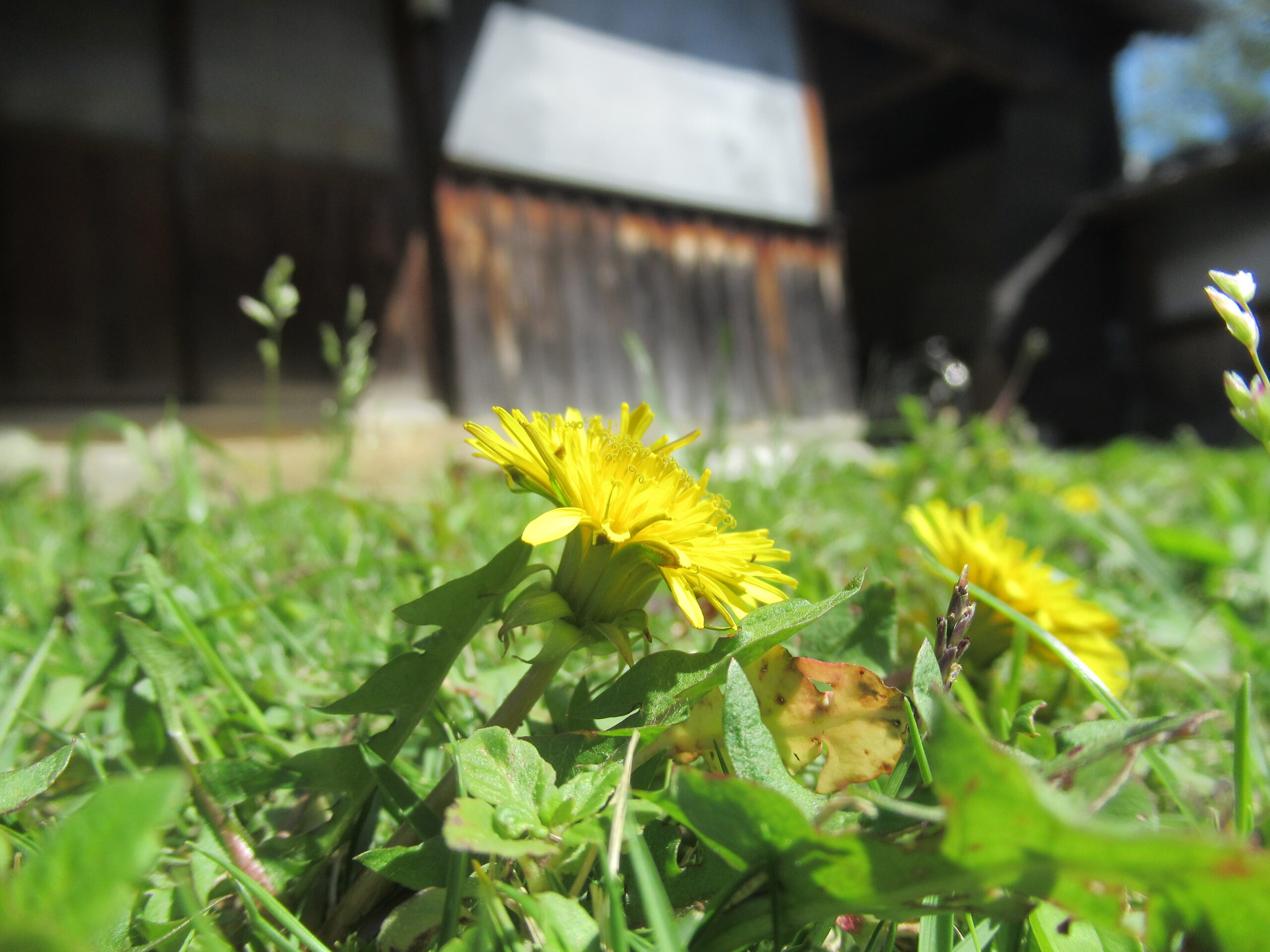活動場所に咲く花