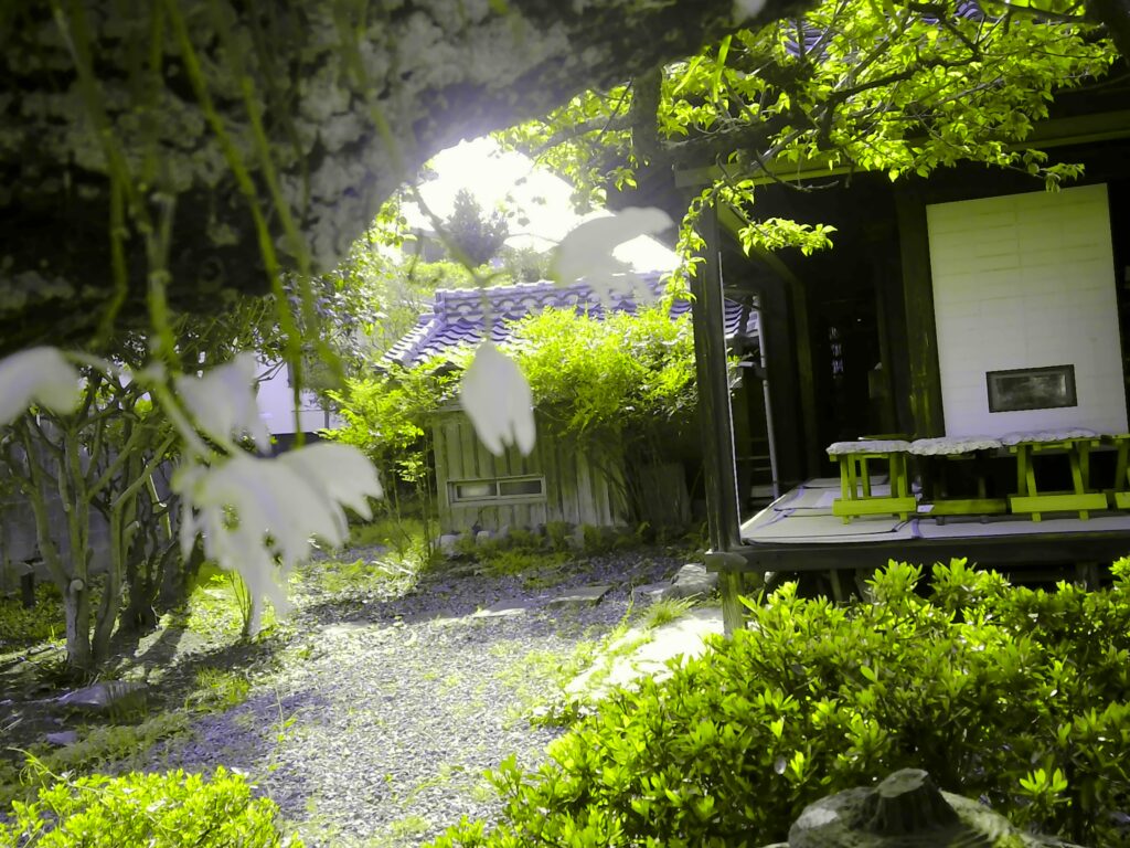 NIJINアカデミー熊本八代校の庭には歴史ある植物もあり、老木に寄生したランの花の一種も。