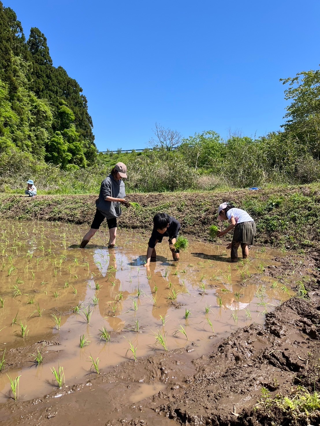 田んぼに入って田植えをする様子