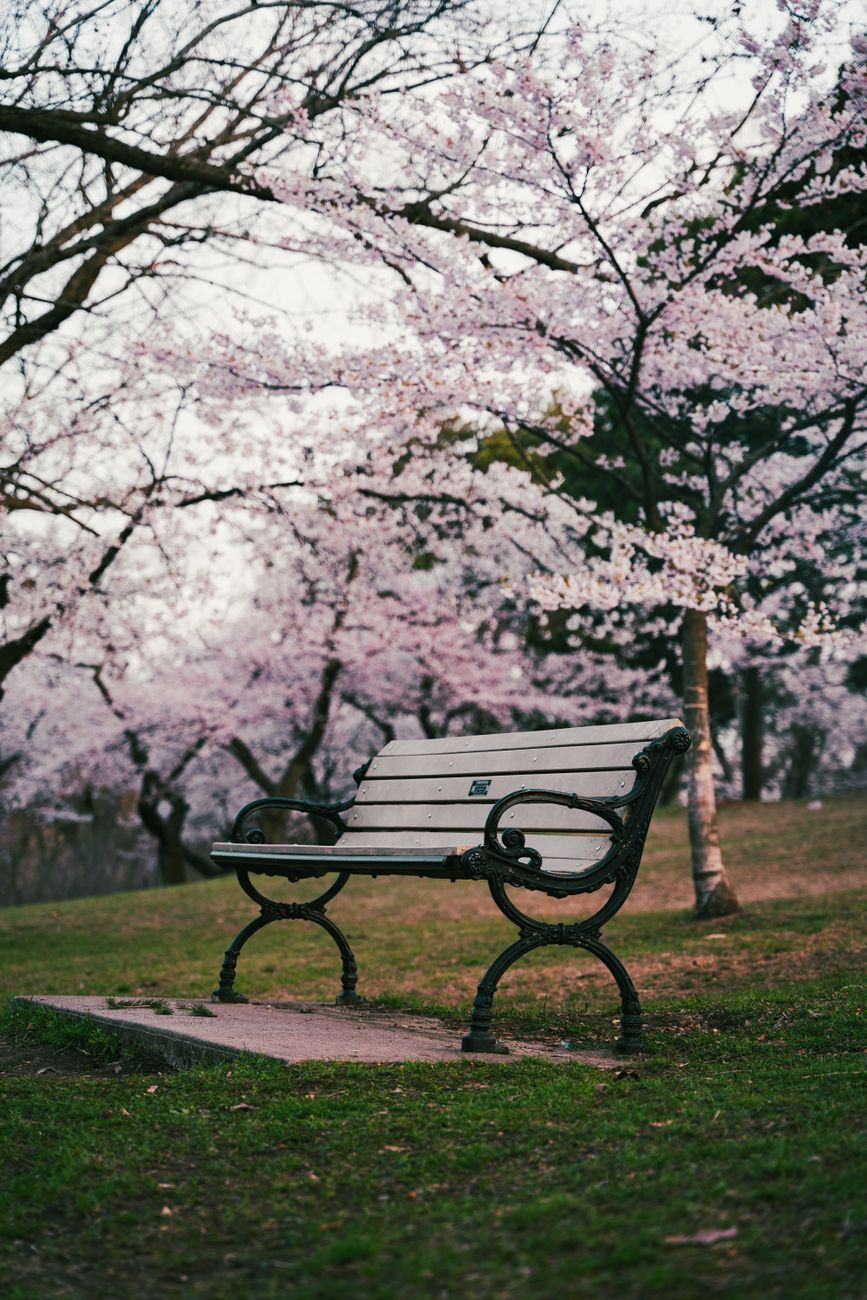 桜並木の遊歩道とベンチ