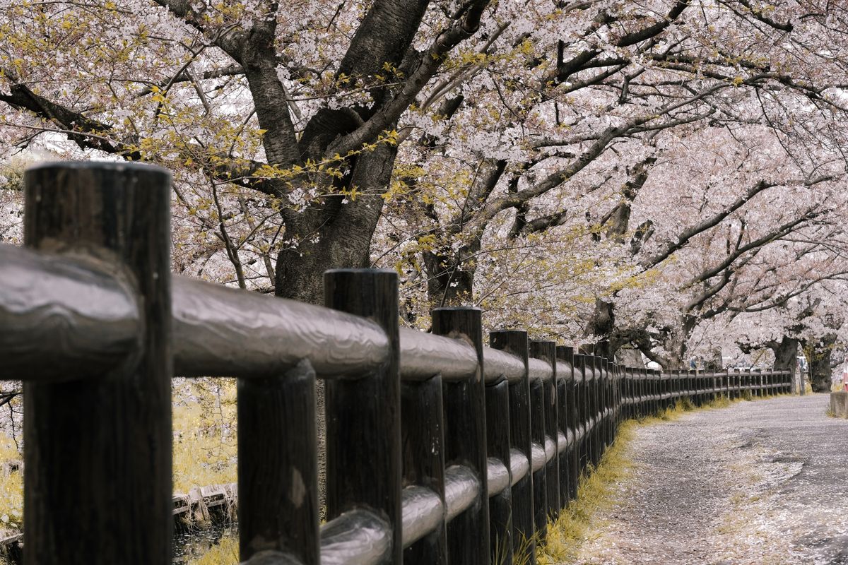 桜並木の遊歩道とベンチ