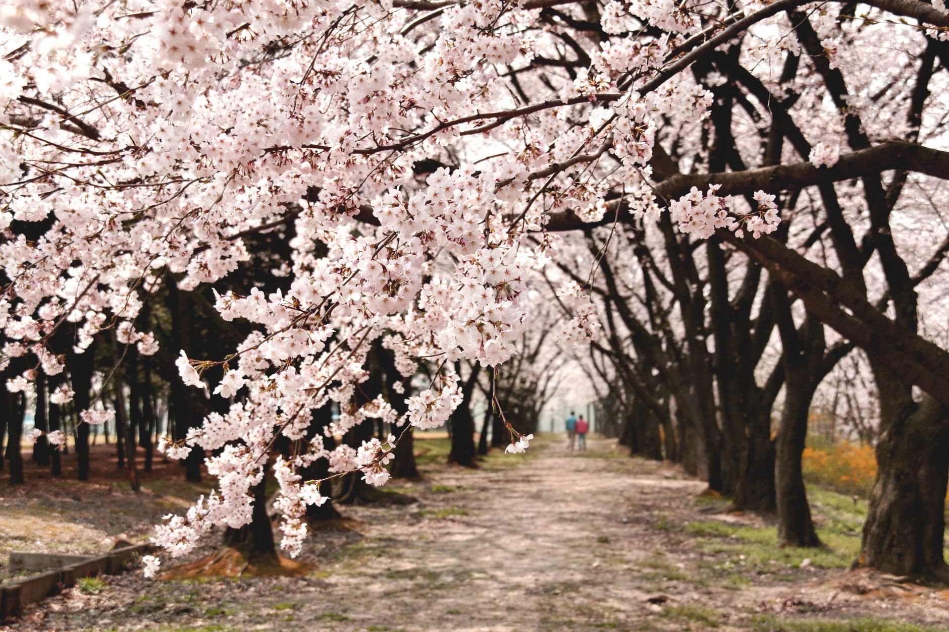 桜並木の遊歩道とベンチ