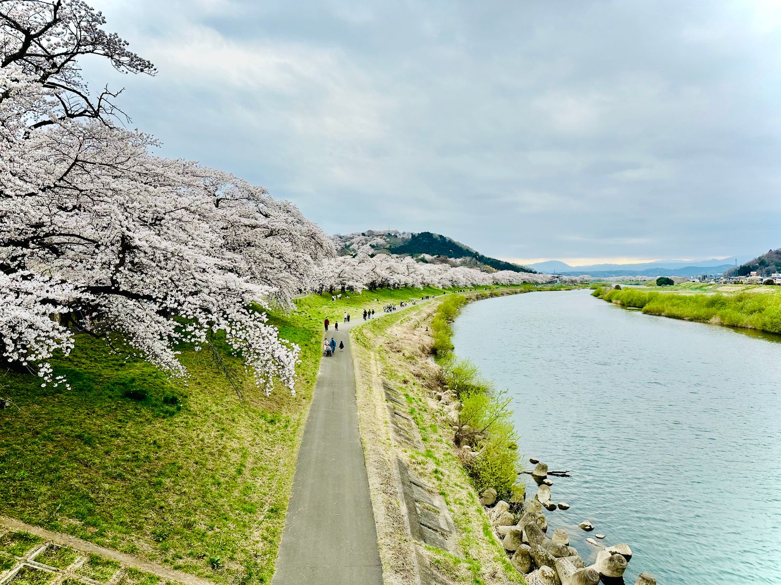 桜並木の小道