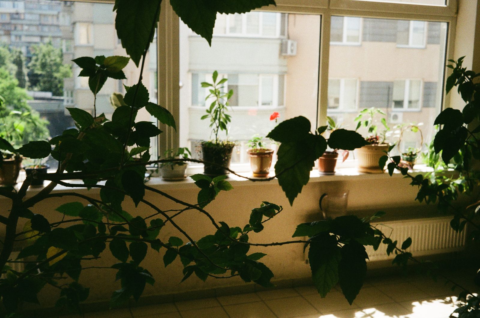 窓辺に置かれた観葉植物