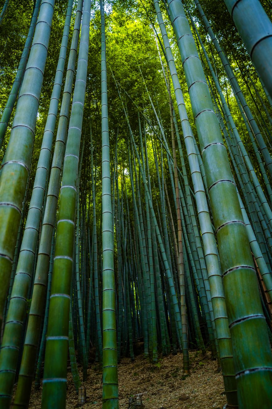 竹林の小道