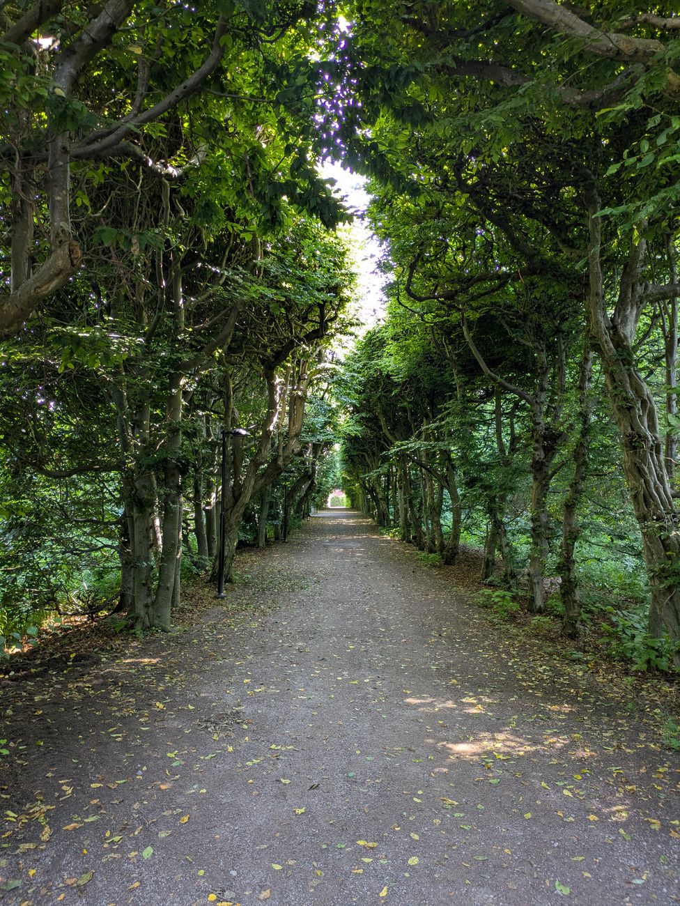 木漏れ日が差す公園の小道