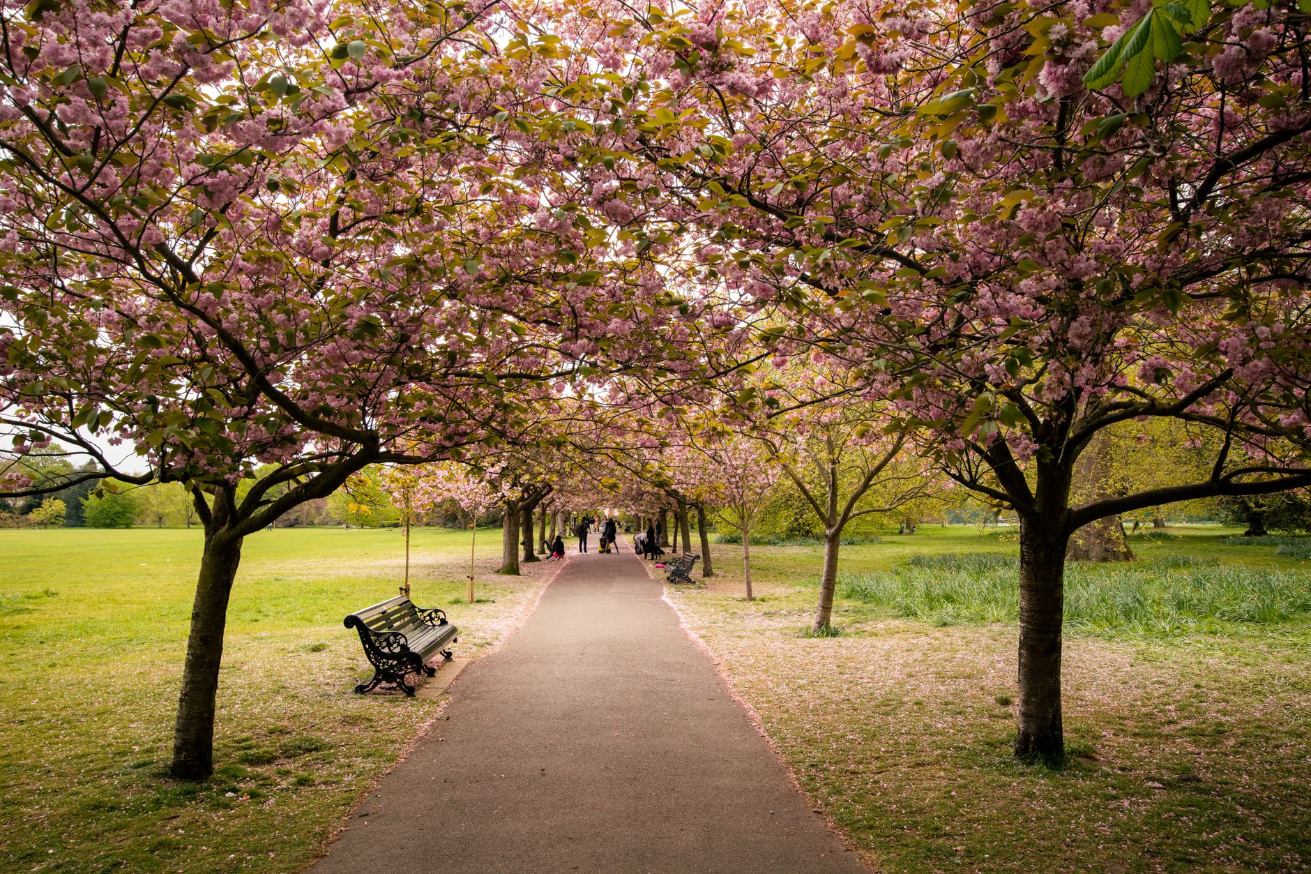 桜並木の遊歩道とベンチ