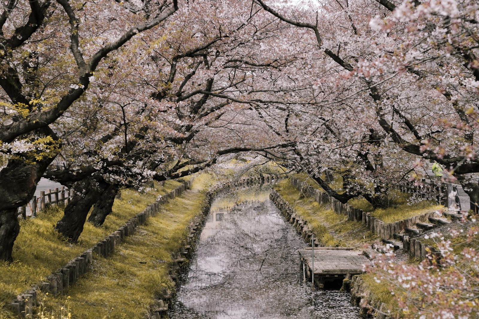 桜並木の小道