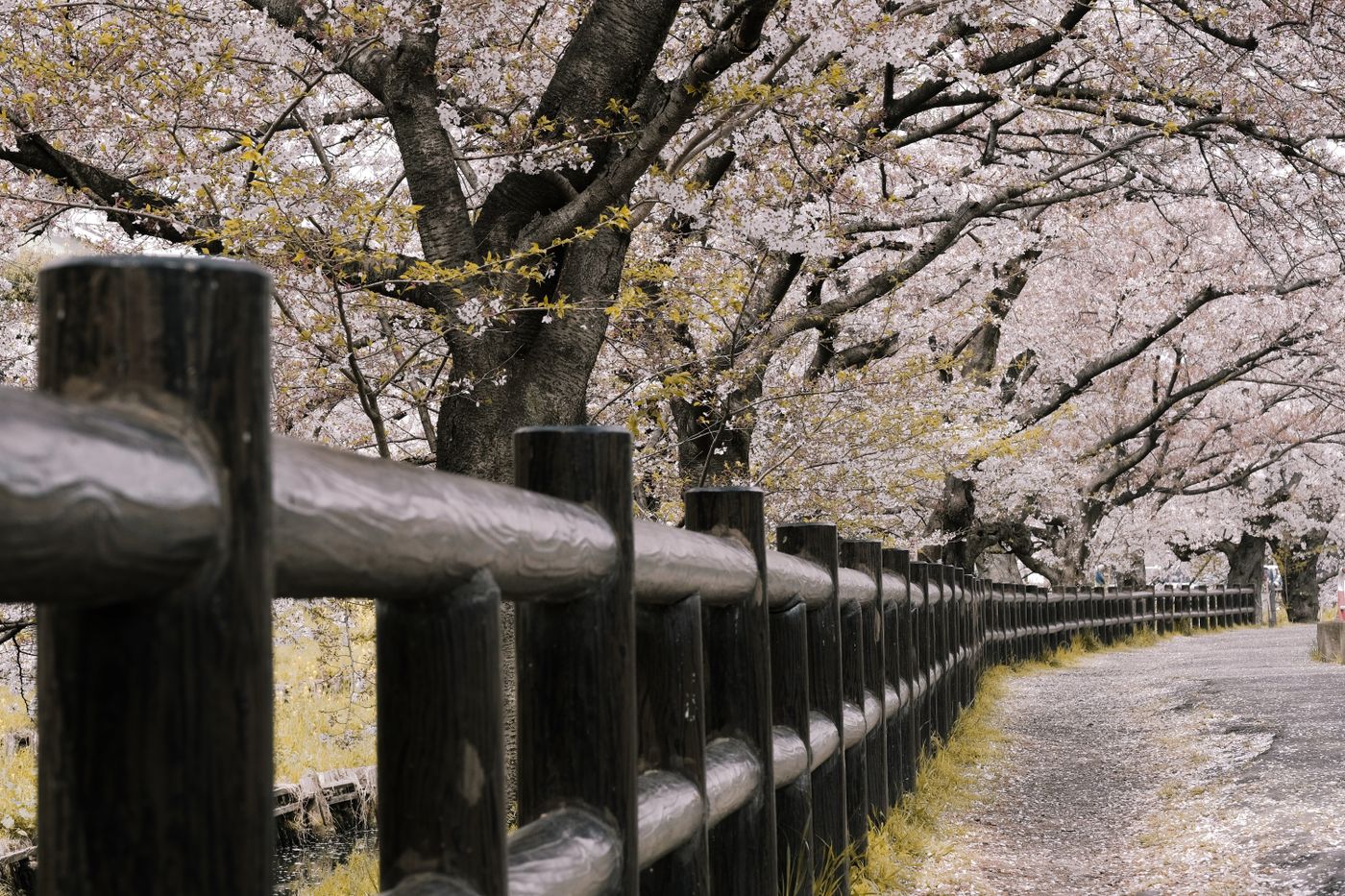 桜並木の遊歩道