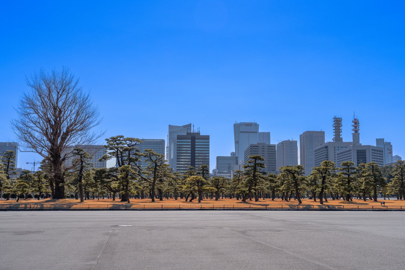公園の緑と街並み