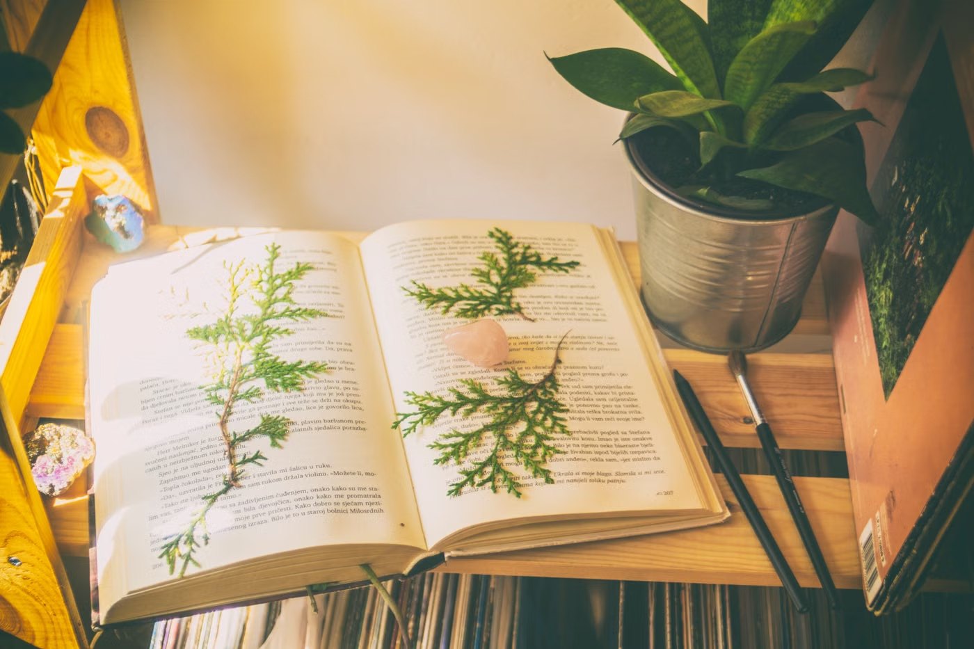 植物の絵がある本