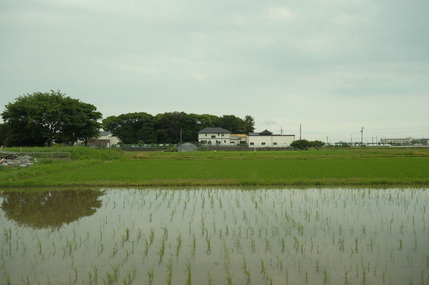 田んぼの間の道