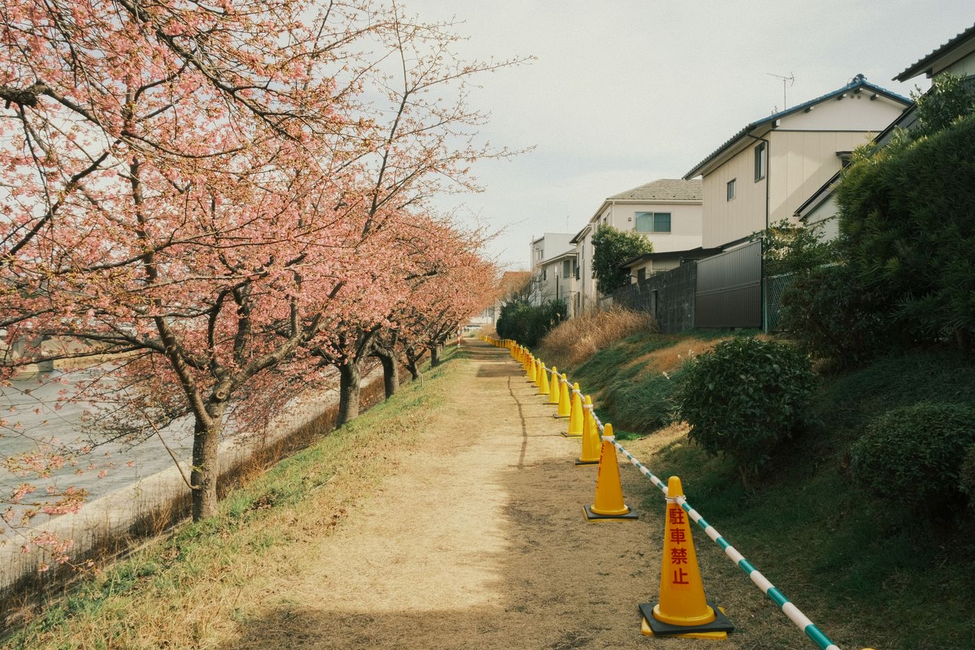 川沿いの並木道
