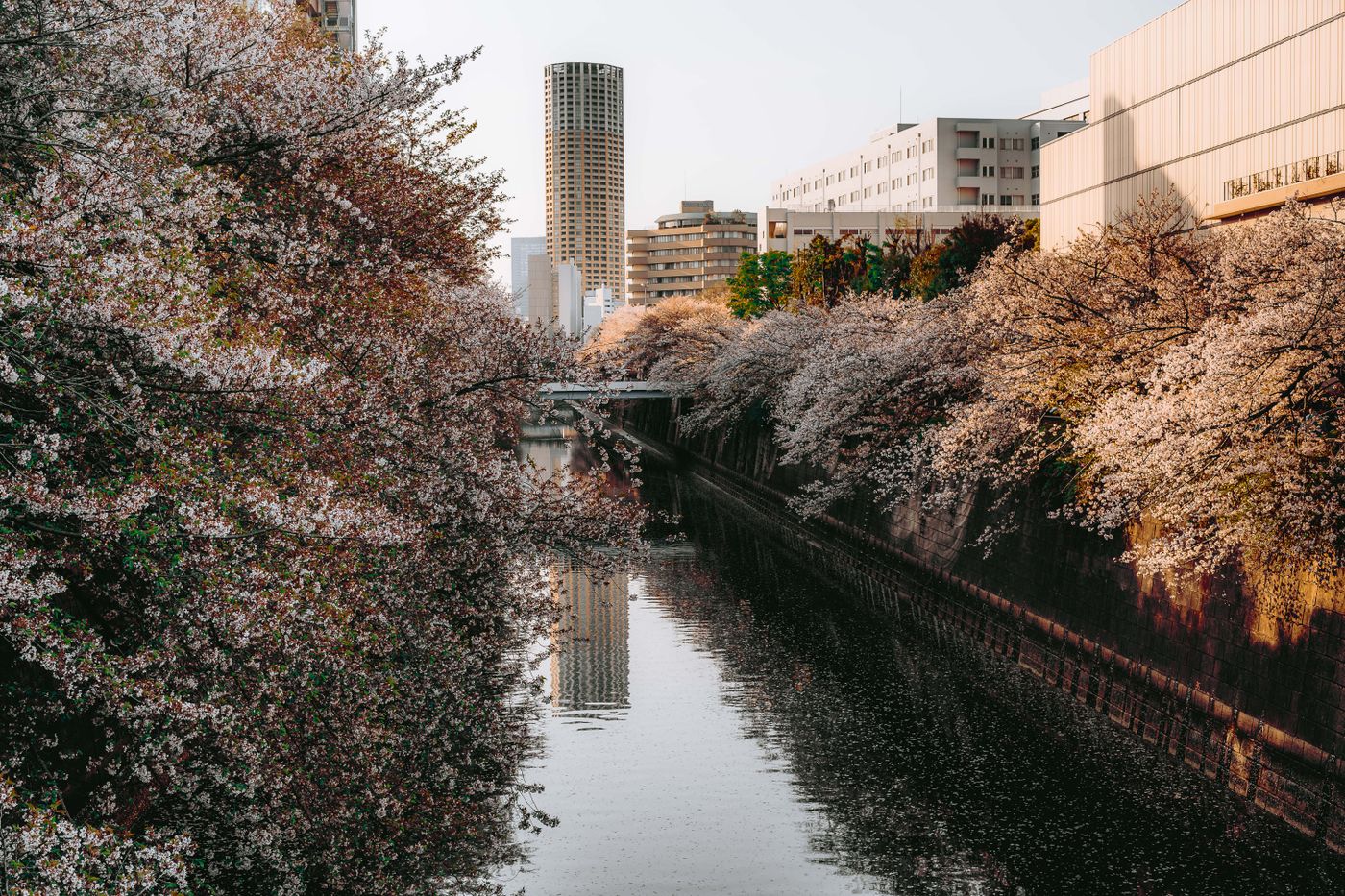 桜並木の川沿い