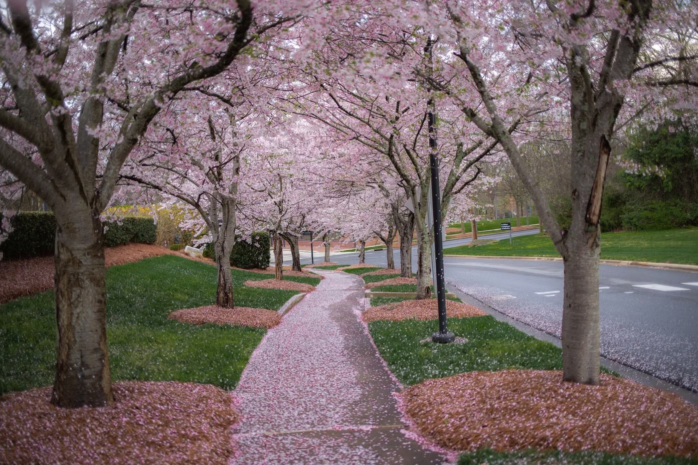 桜並木の歩道