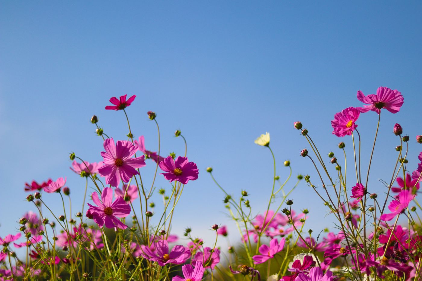 青空と秋桜