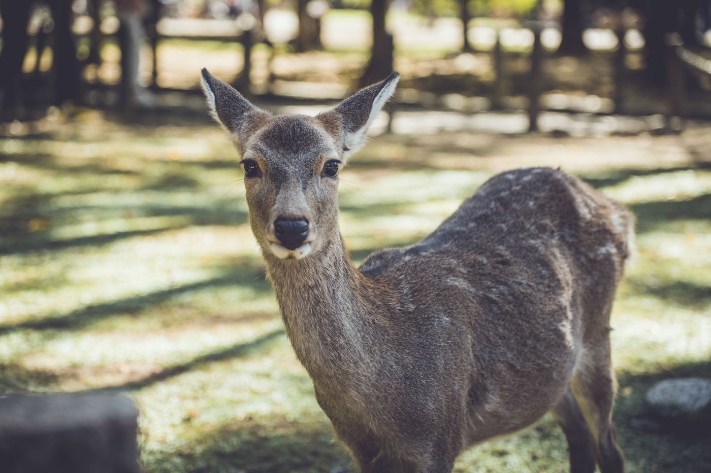 奈良の公園