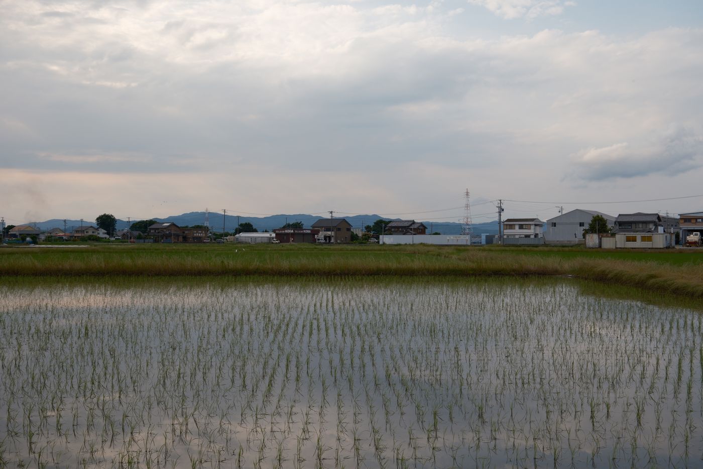 緑の田園風景