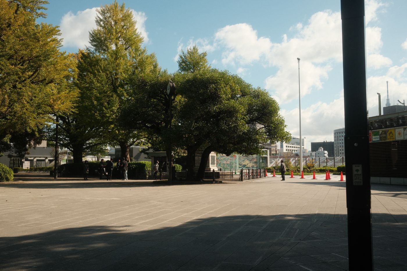木々の並ぶ公園