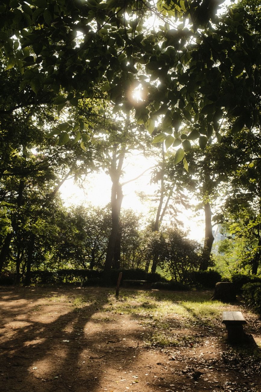 木漏れ日が差す公園の小道