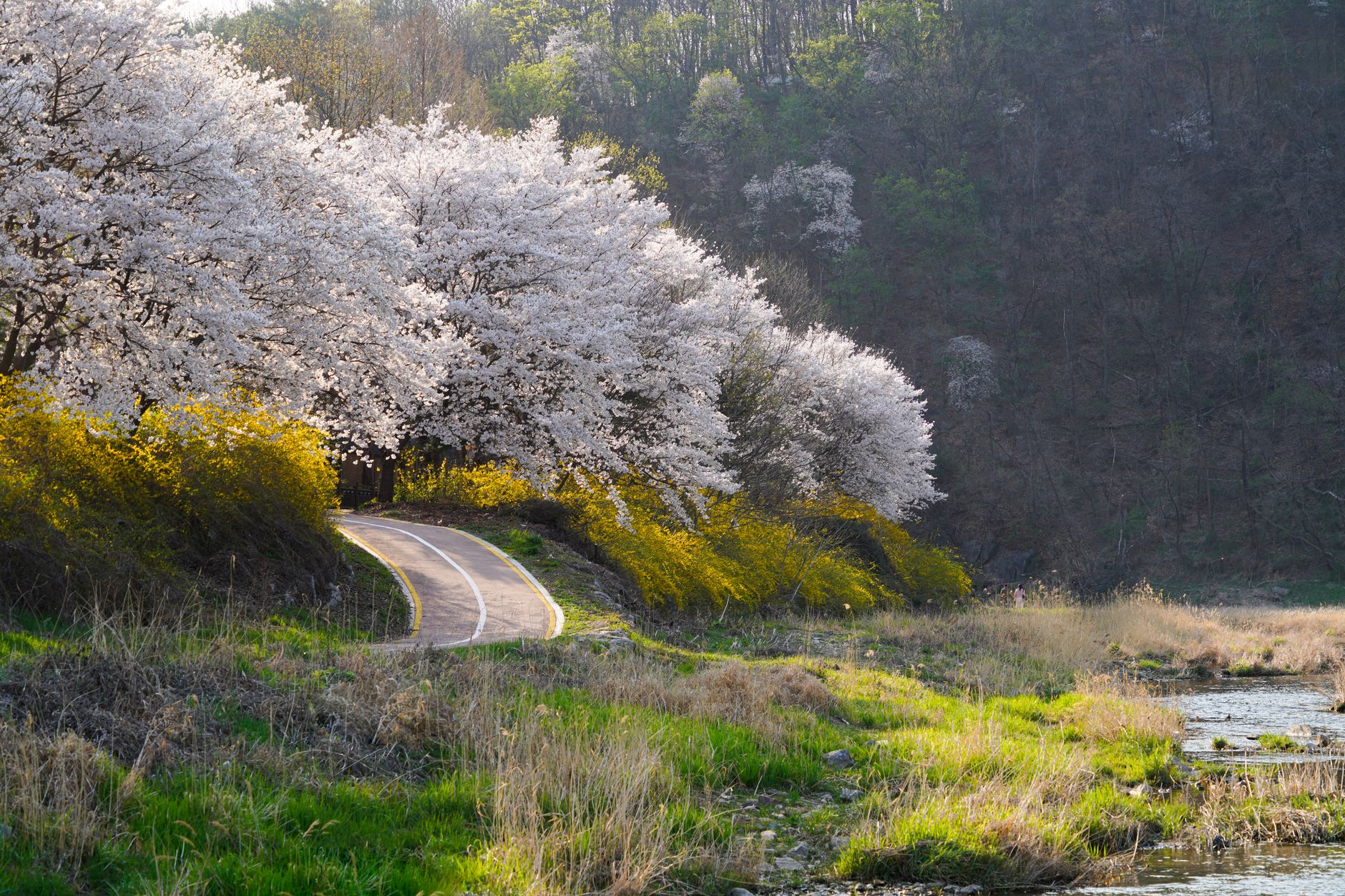 桜並木の遊歩道とベンチ