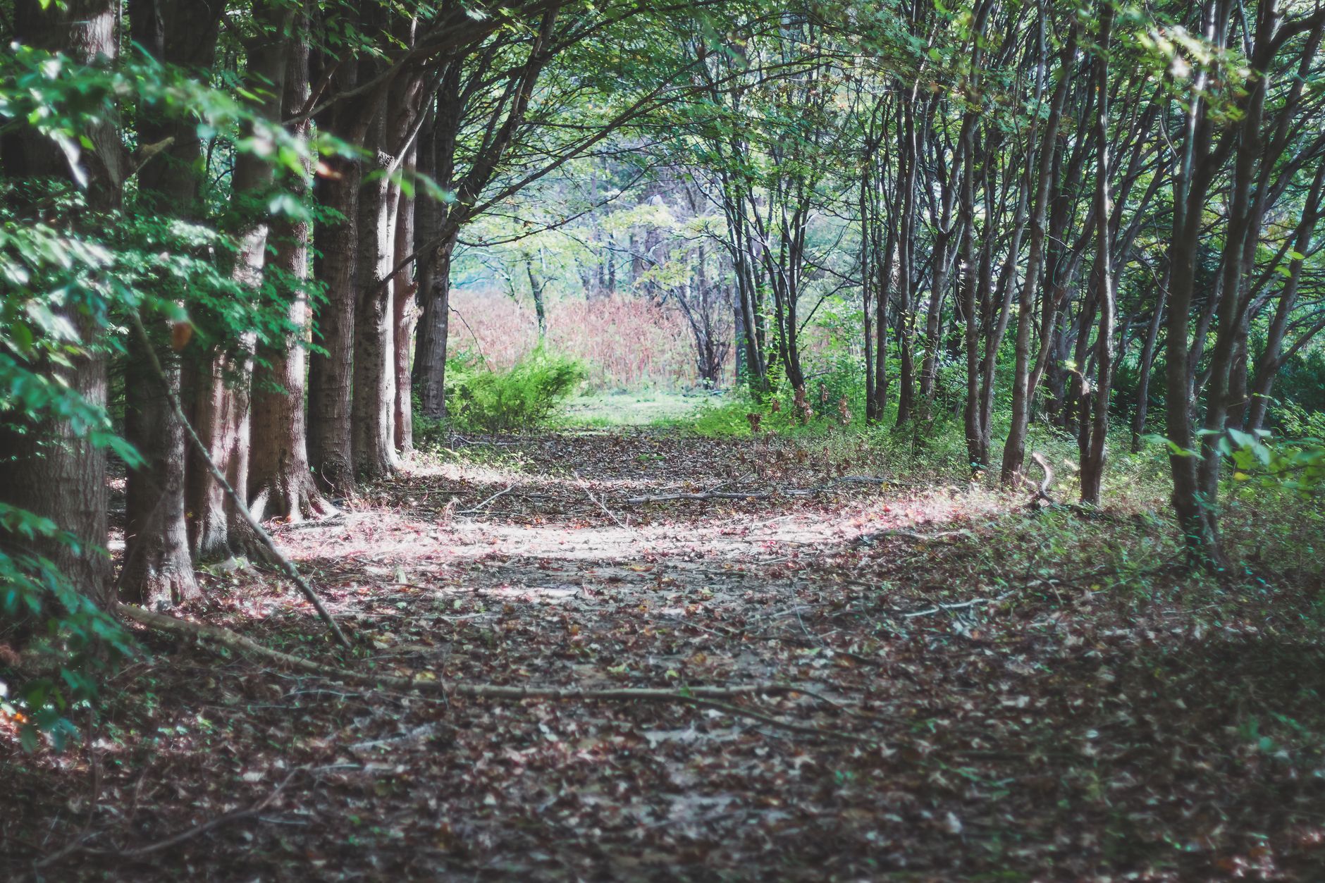 朝の光が差し込む並木道