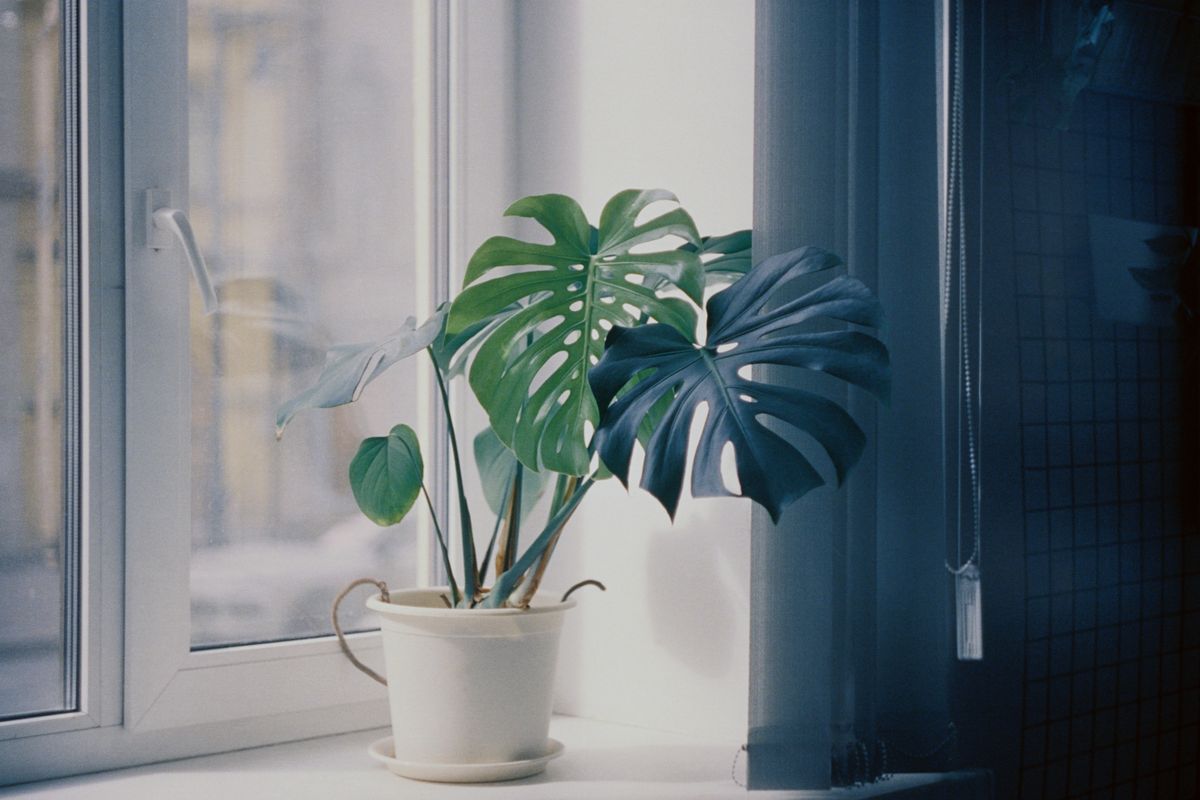 窓辺の観葉植物（イメージ写真）