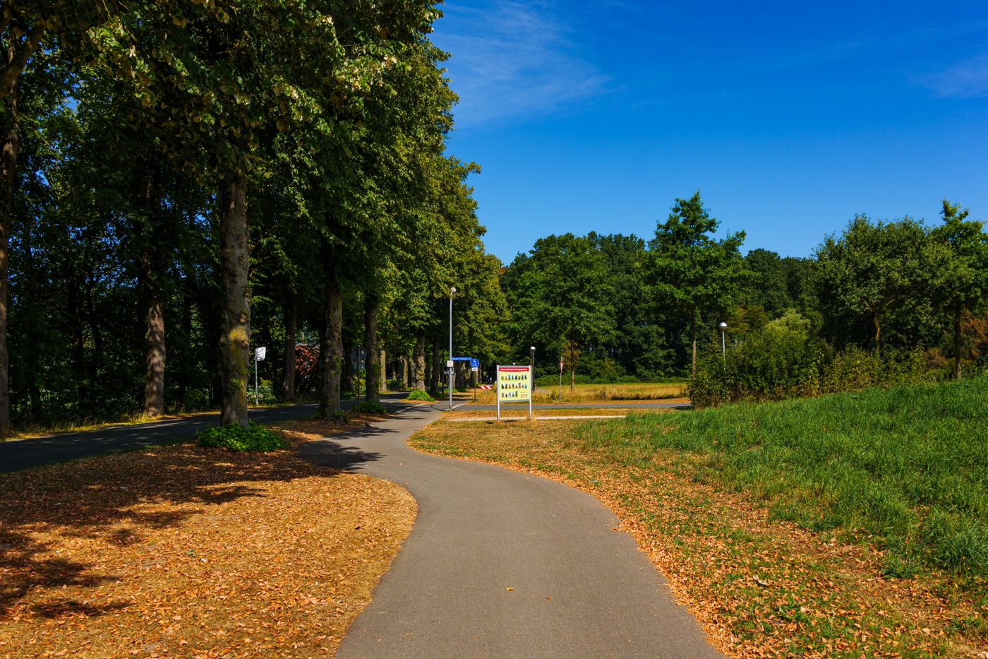 木々のある公園の道（写真はイメージです）