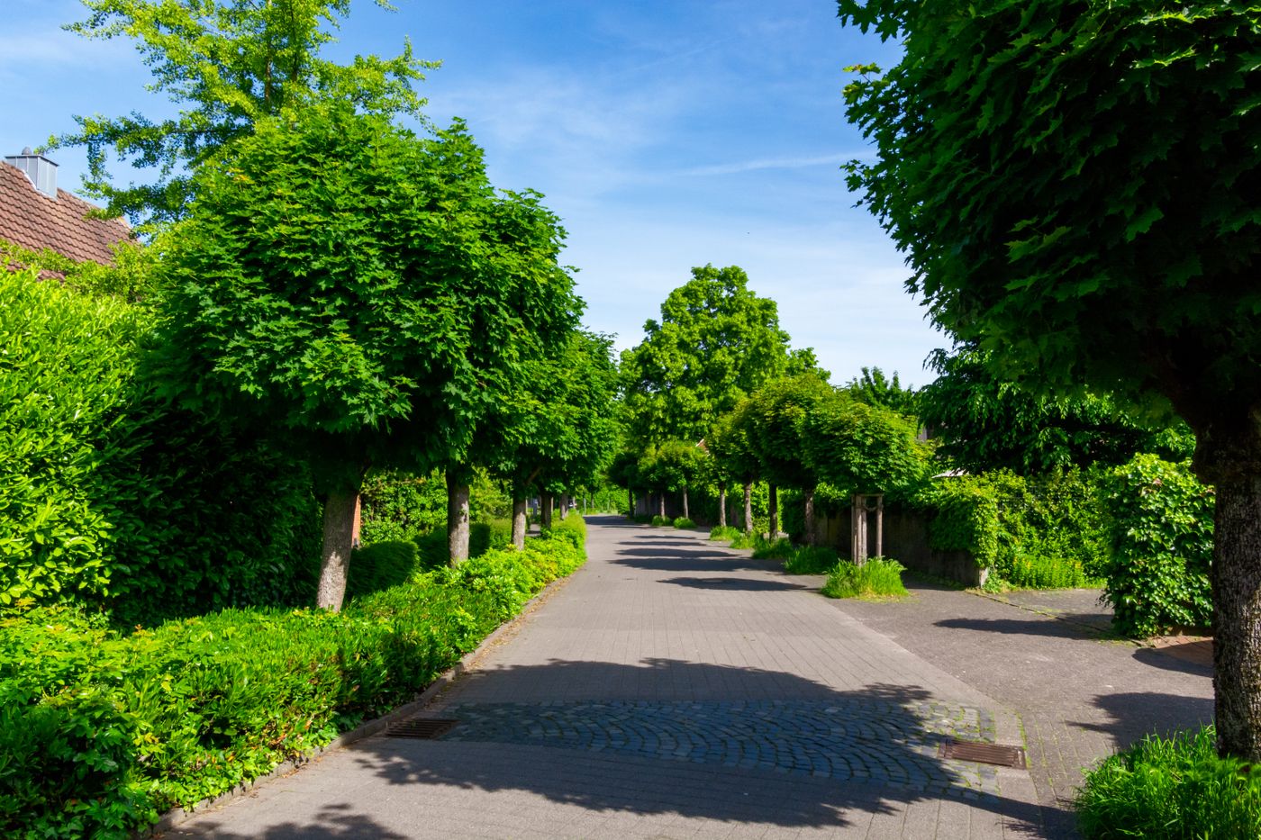 木々のある公園の道（写真はイメージです）