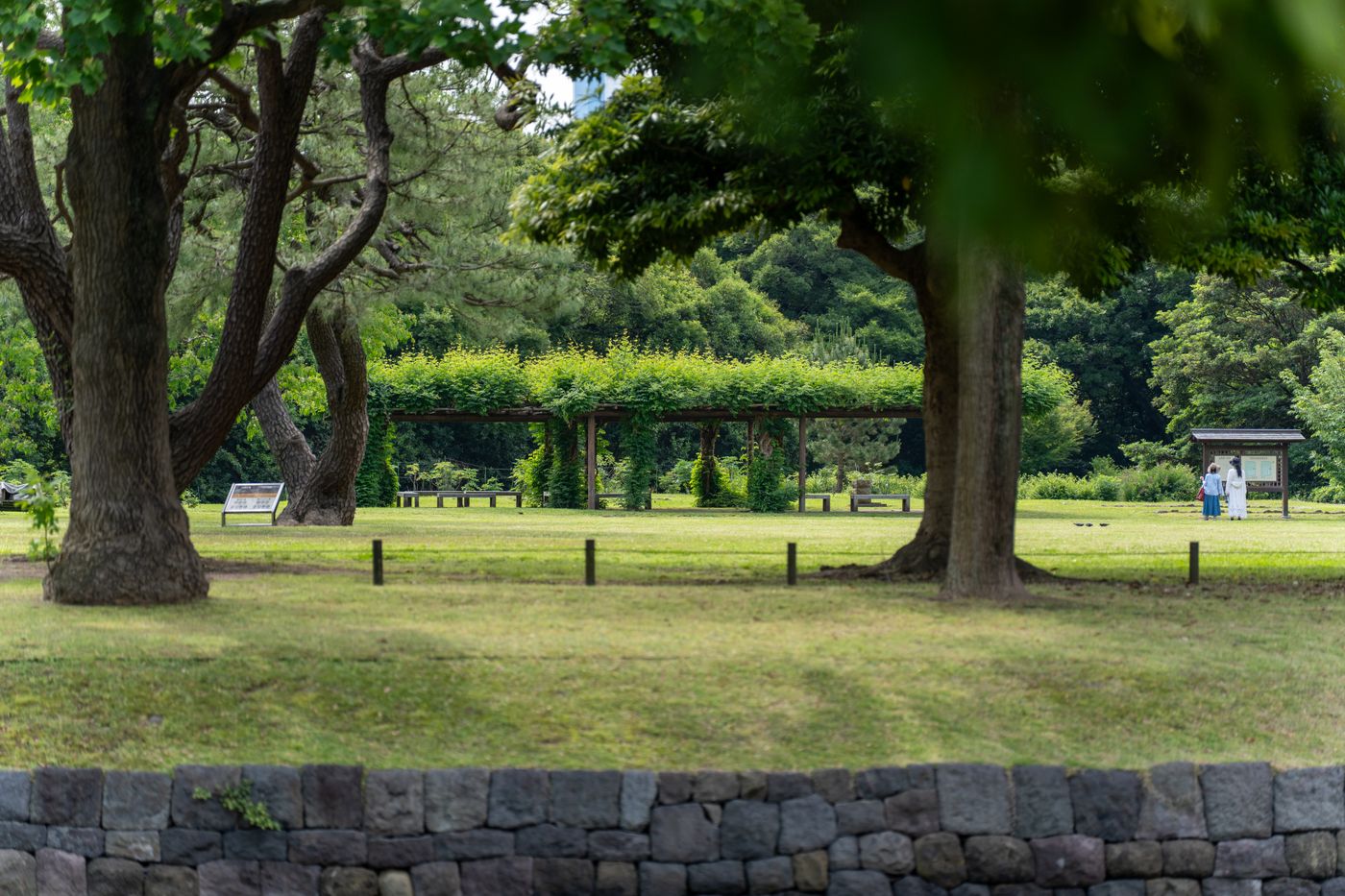 夏の公園の芝生と木々