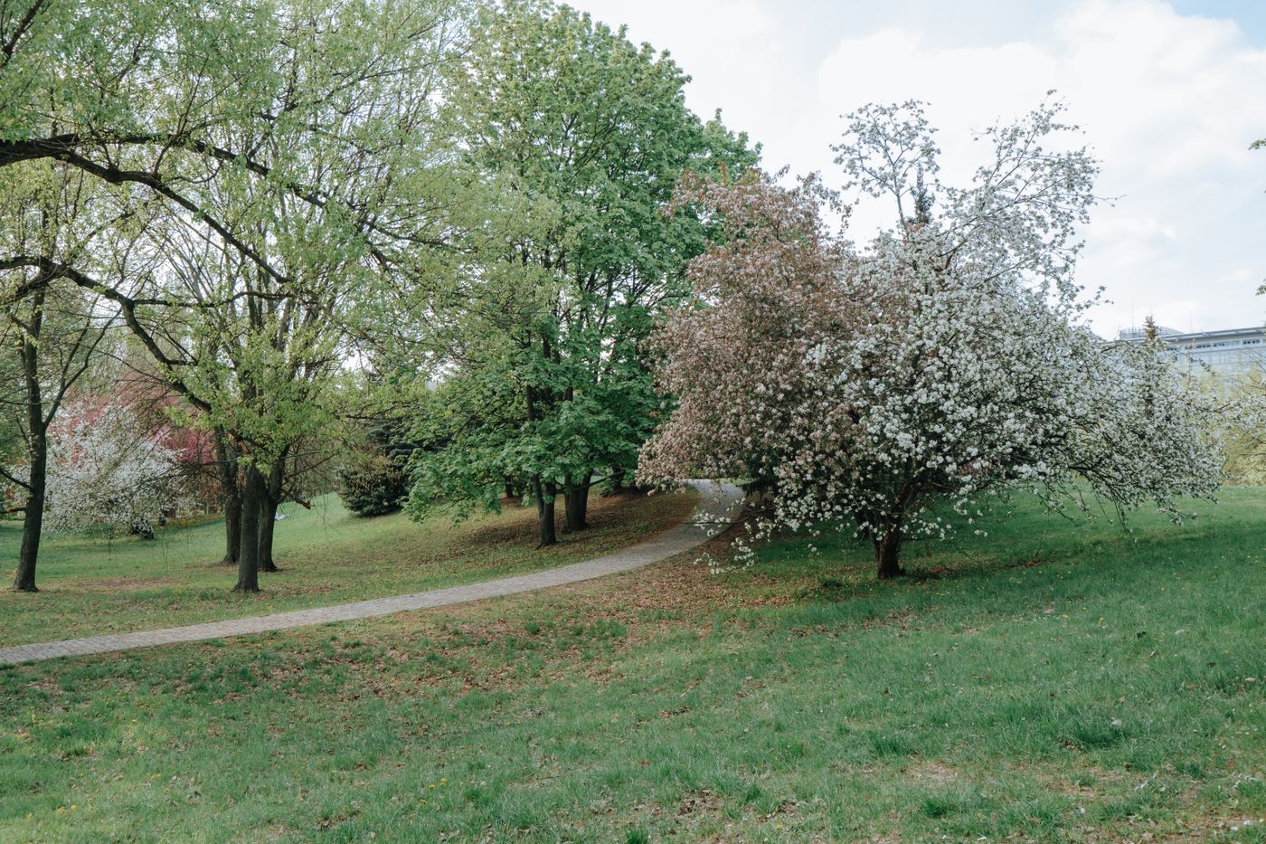 花の咲く公園の風景